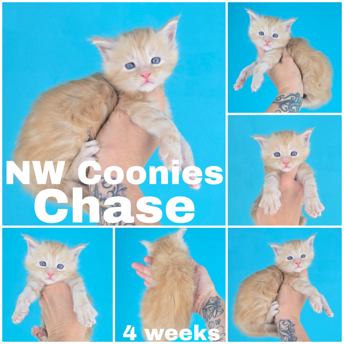 NW Coonies Chase