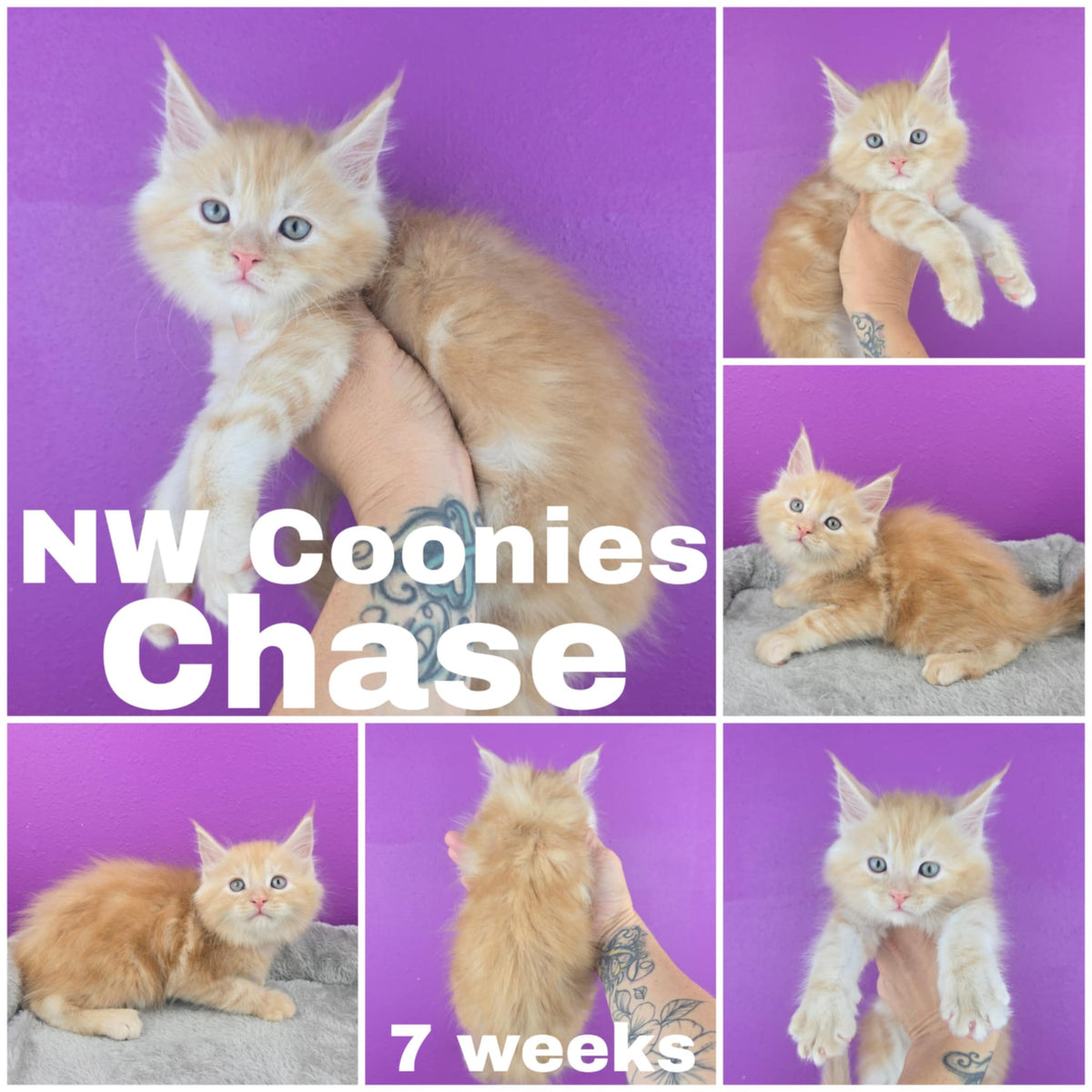 NW Coonies Chase