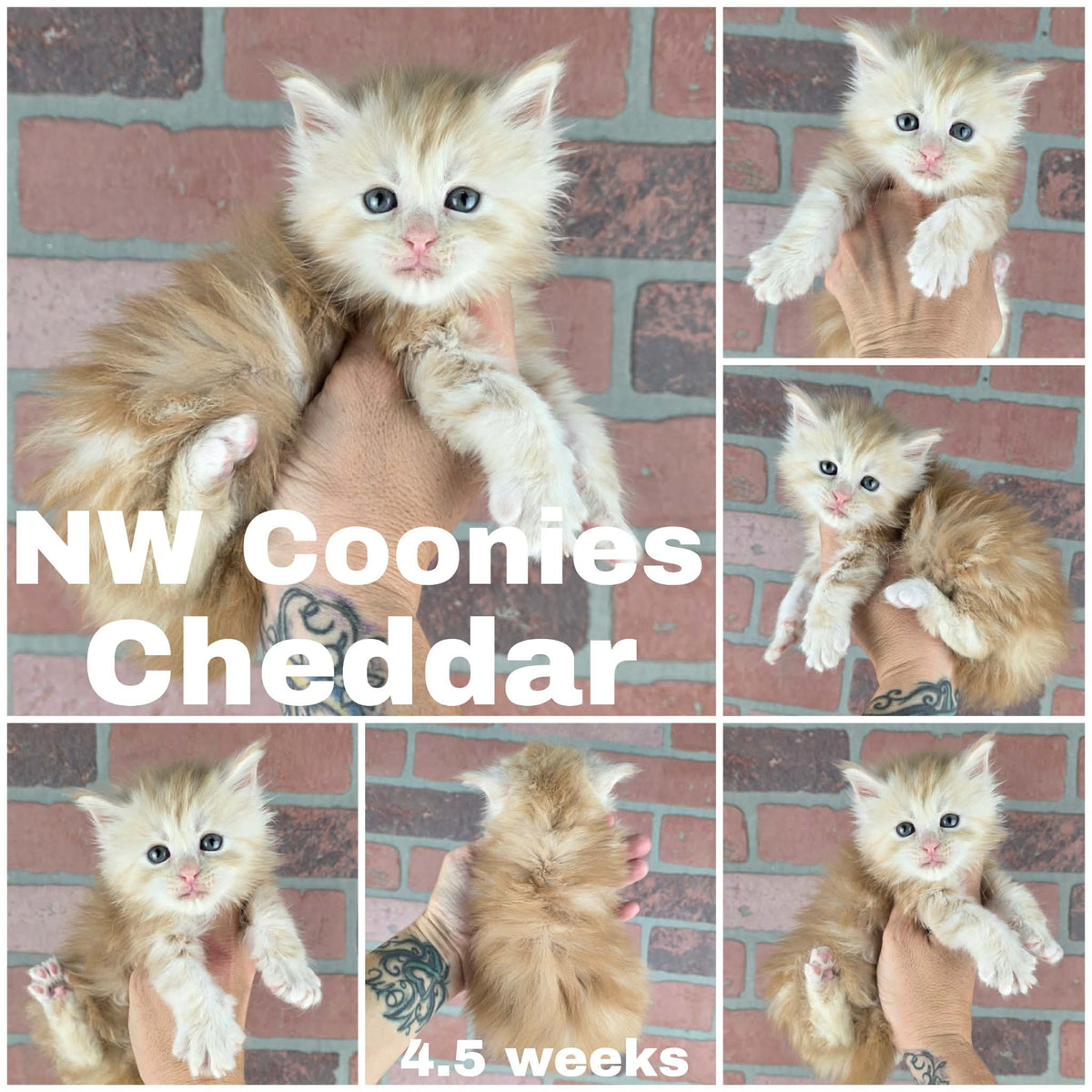 NW Coonies Cheddar