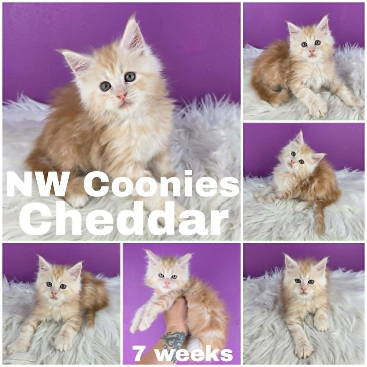 NW Coonies Cheddar