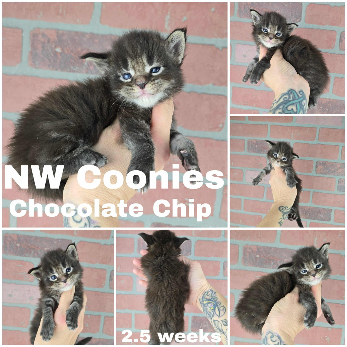 NW Coonies Chocolate Chip