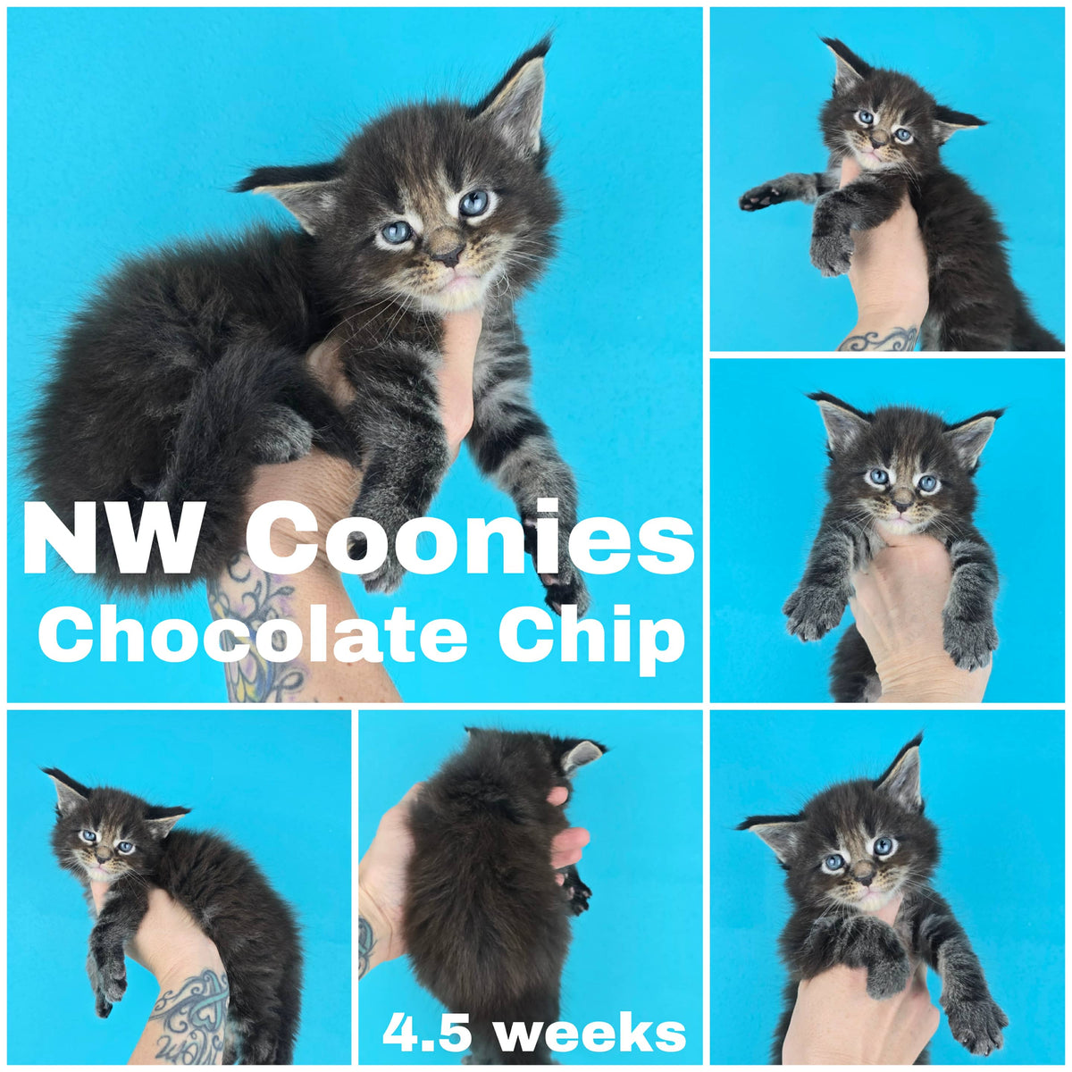 NW Coonies Chocolate Chip