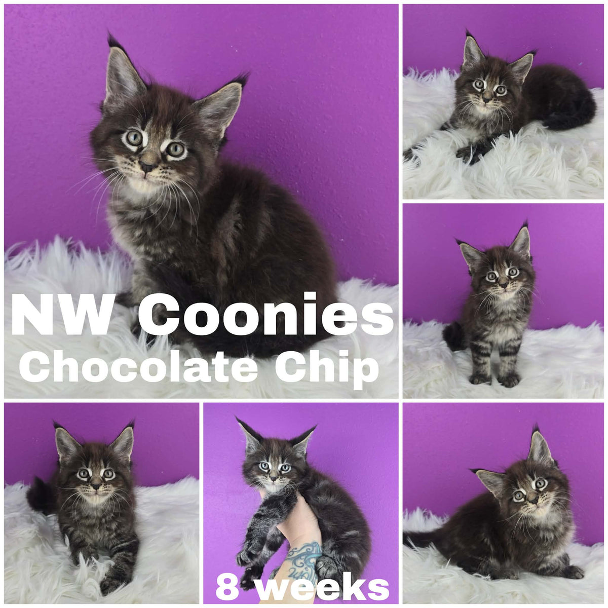 NW Coonies Chocolate Chip