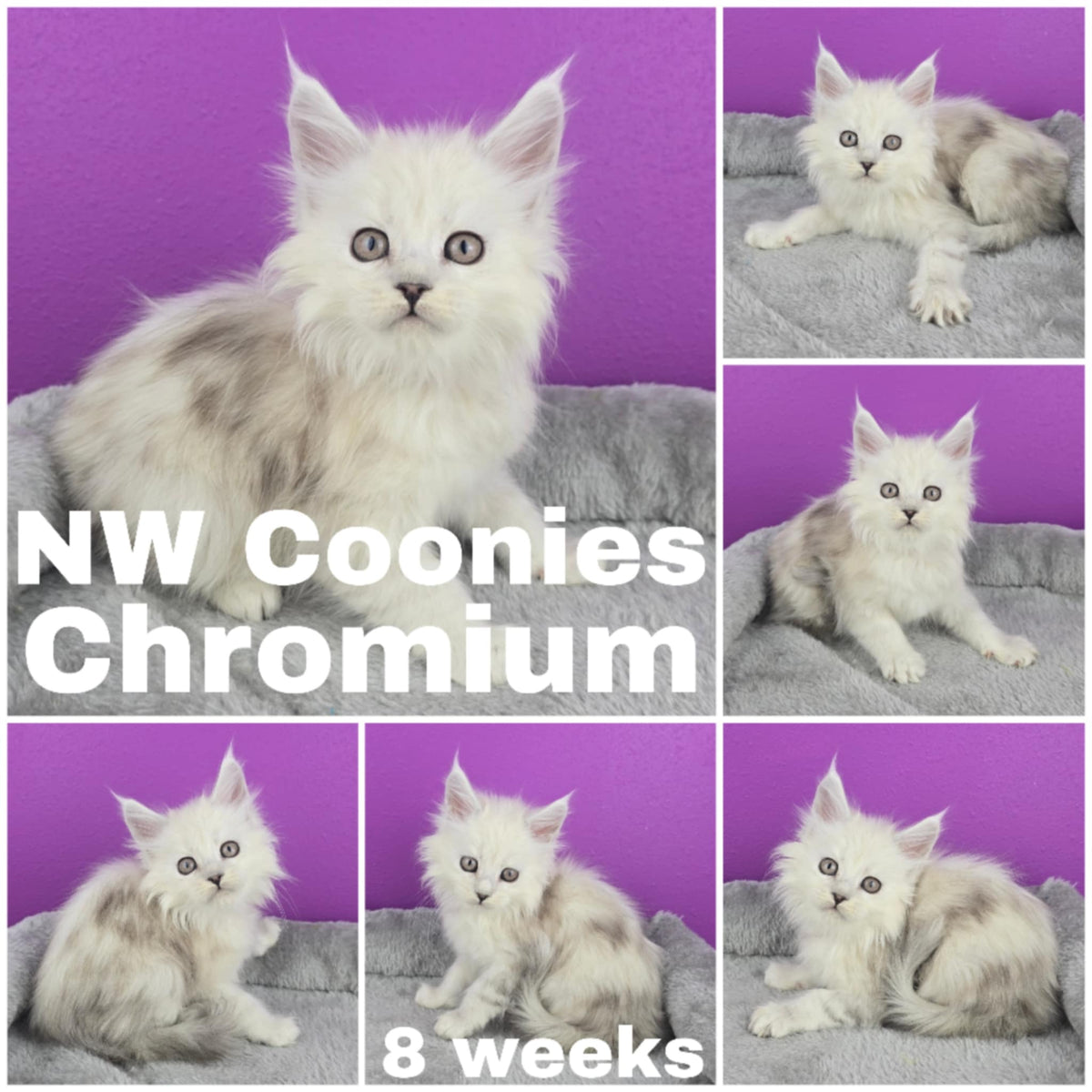 NW Coonies Chromium