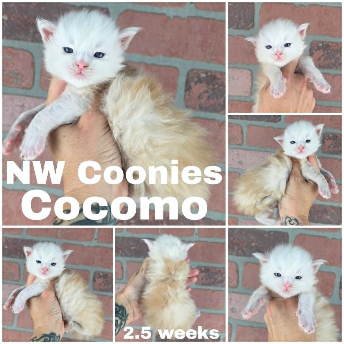 NW Coonies Cocomo