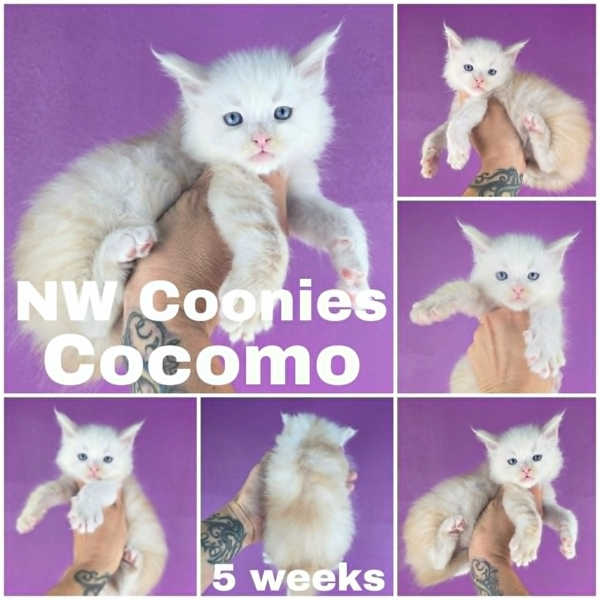 NW Coonies Cocomo