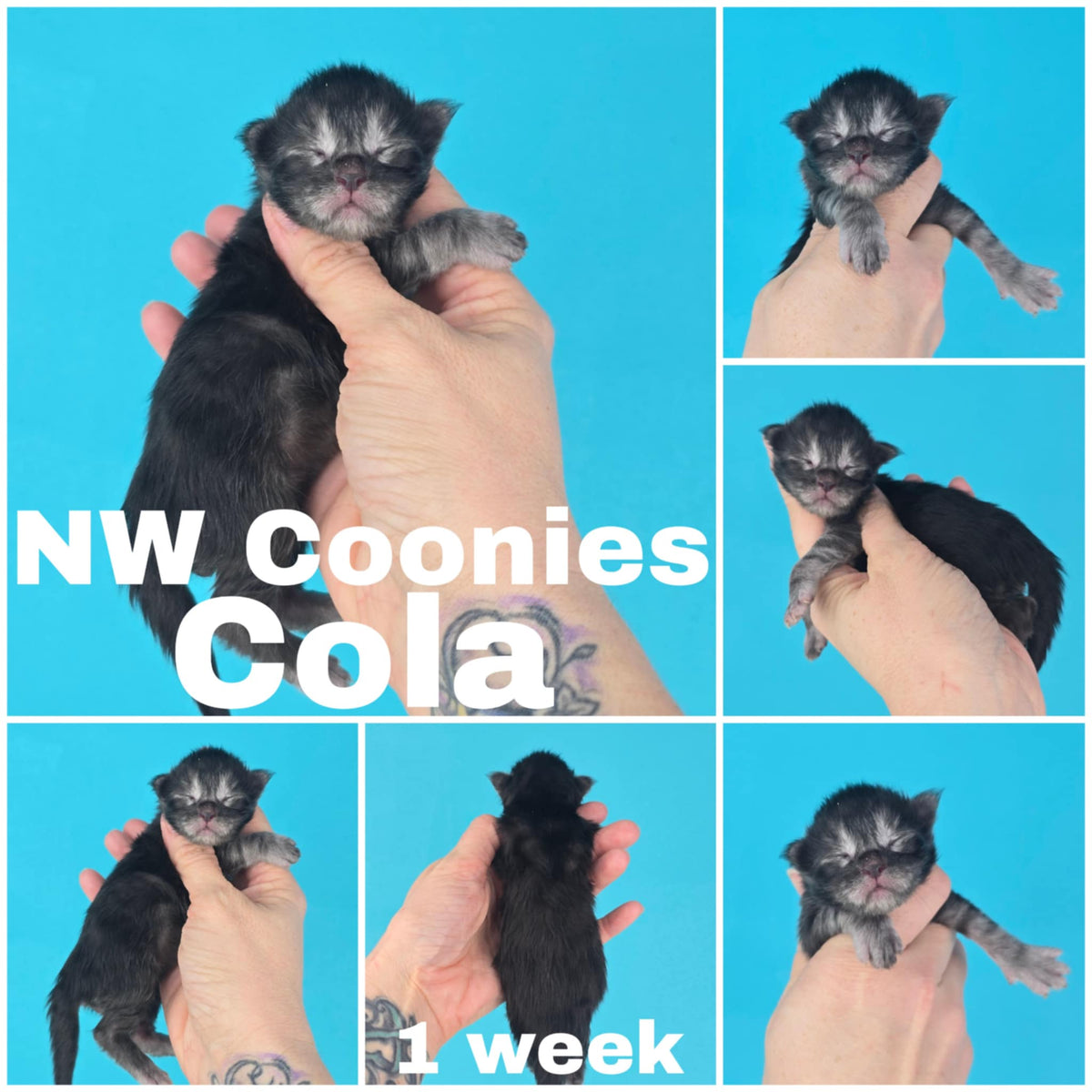 NW Coonies Cola
