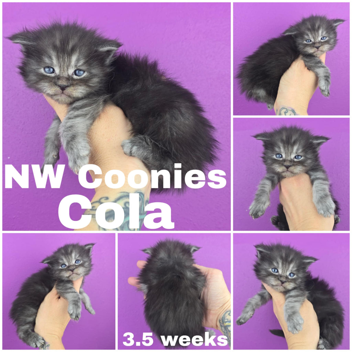 NW Coonies Cola