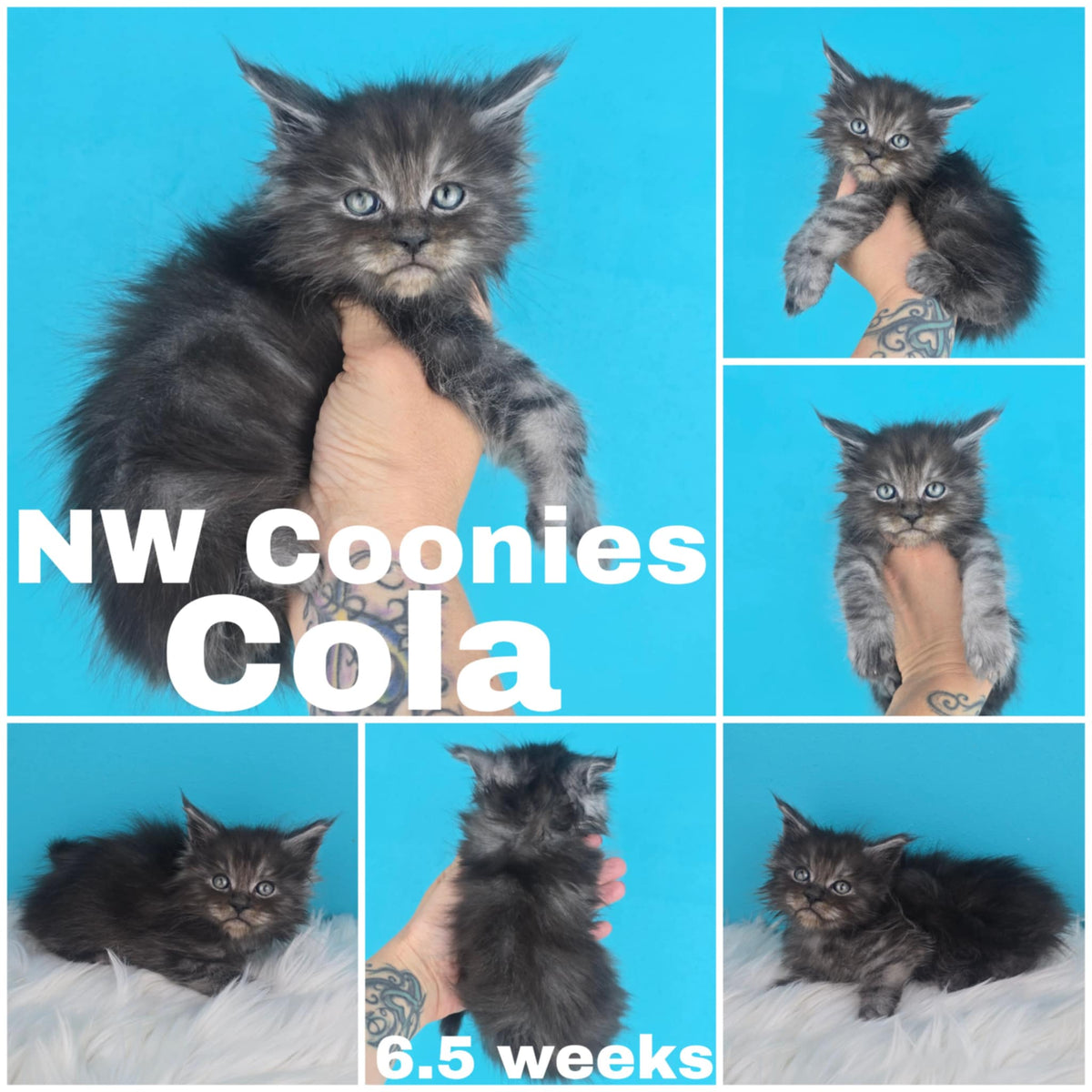 NW Coonies Cola