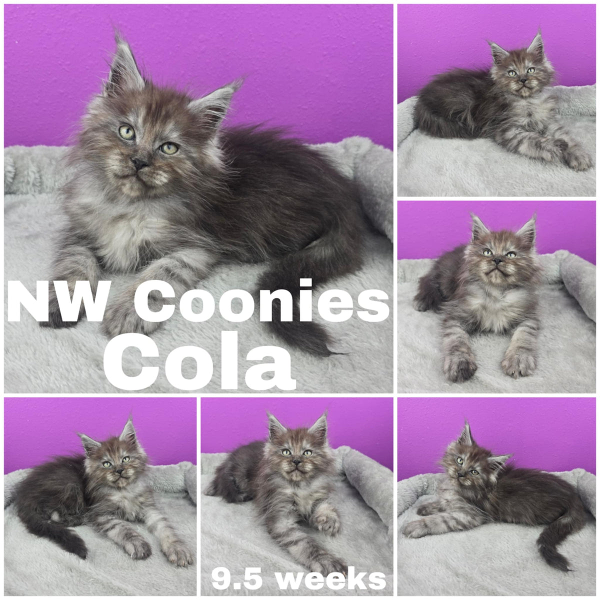 NW Coonies Cola