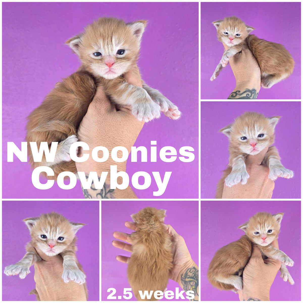 NW Coonies Cowboy