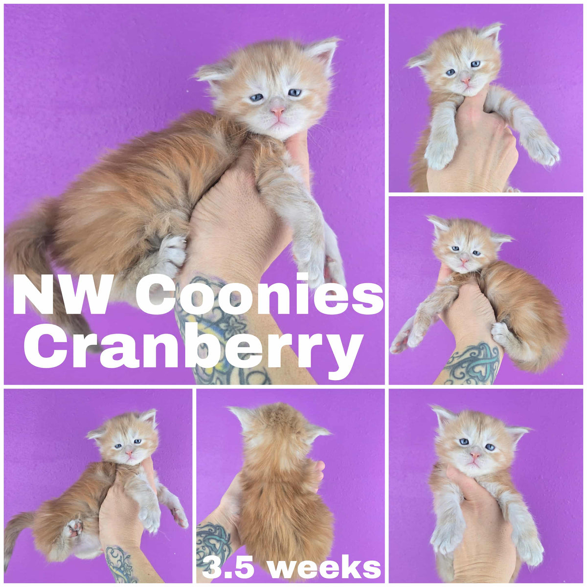 NW Coonies Cranberry