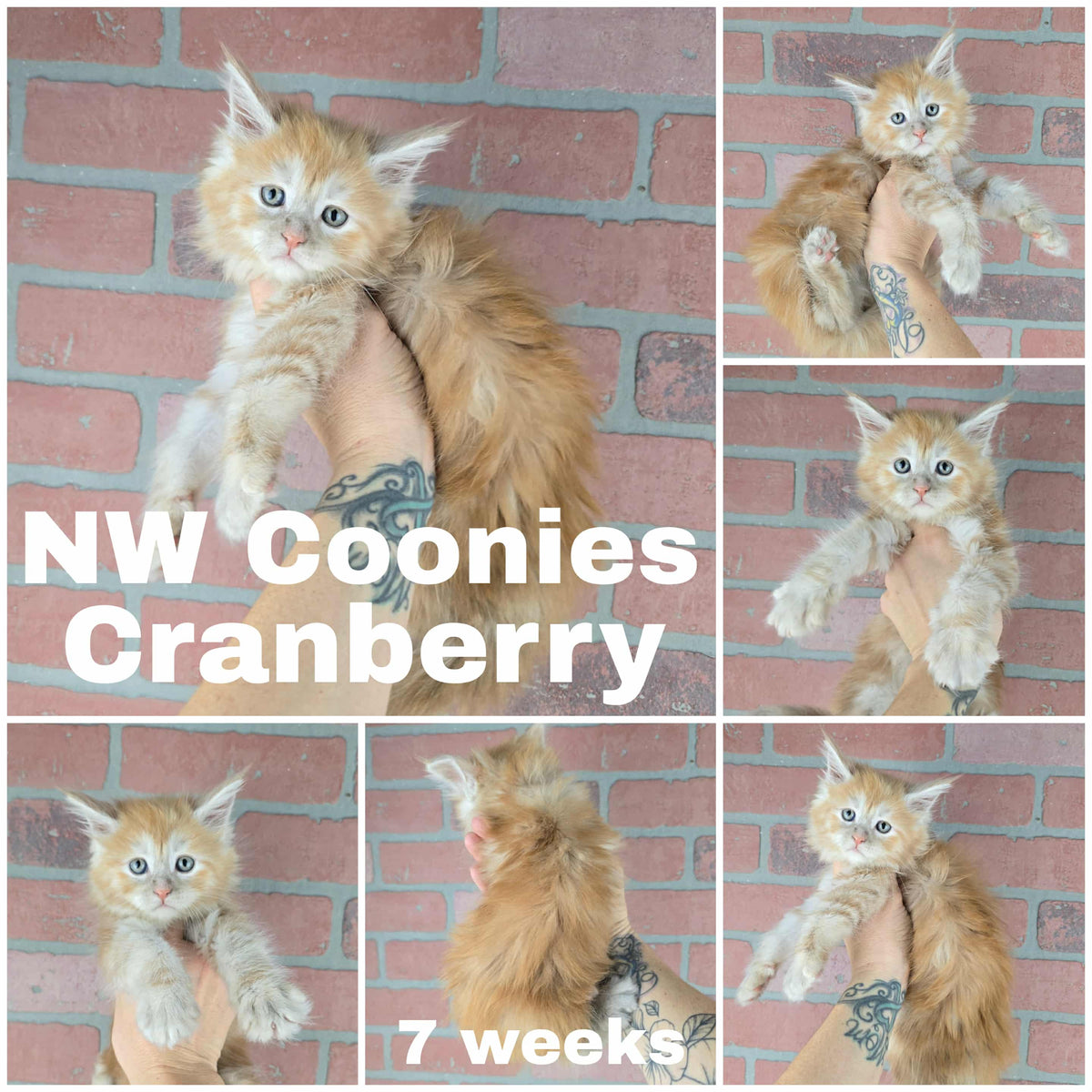 NW Coonies Cranberry