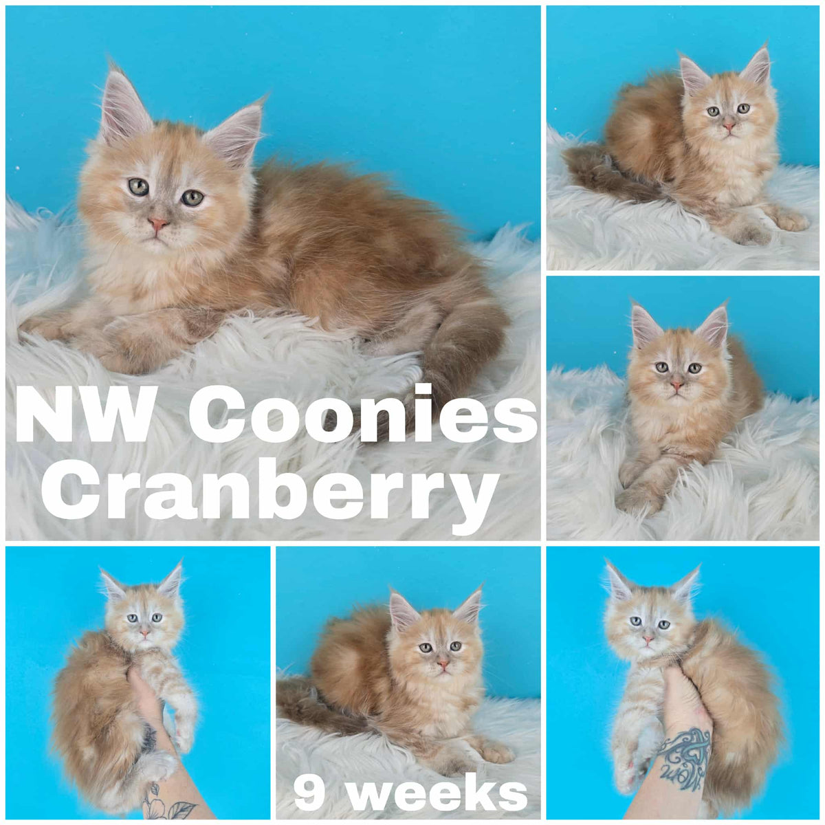 NW Coonies Cranberry