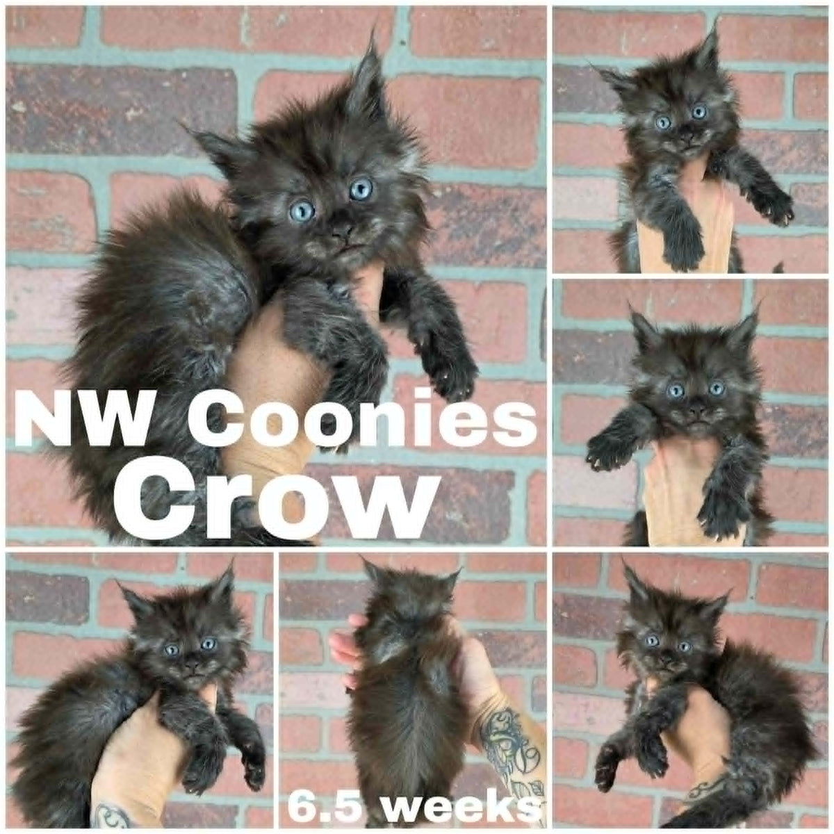 NW Coonies Crow