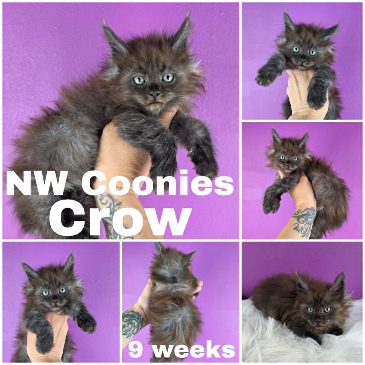 NW Coonies Crow