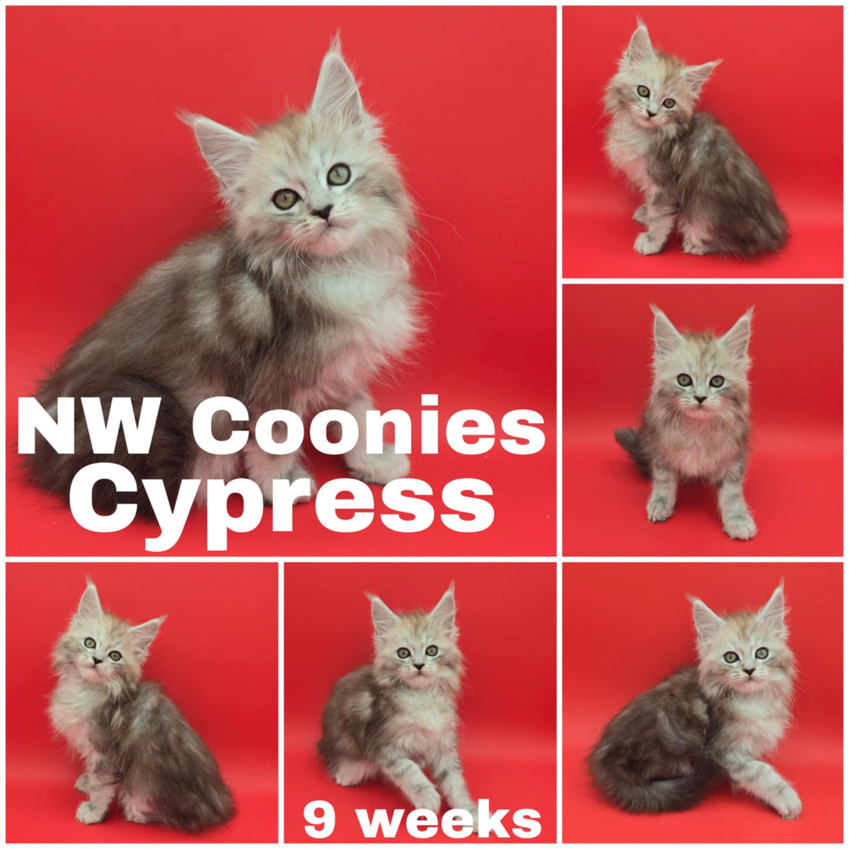 NW Coonies Cypress