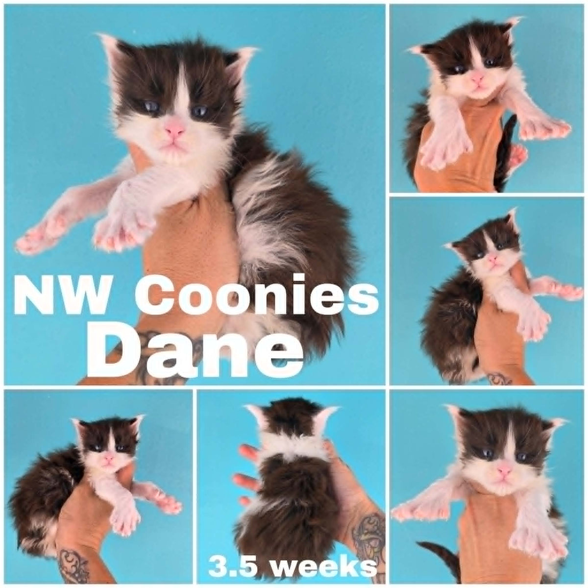 NW Coonies Dane