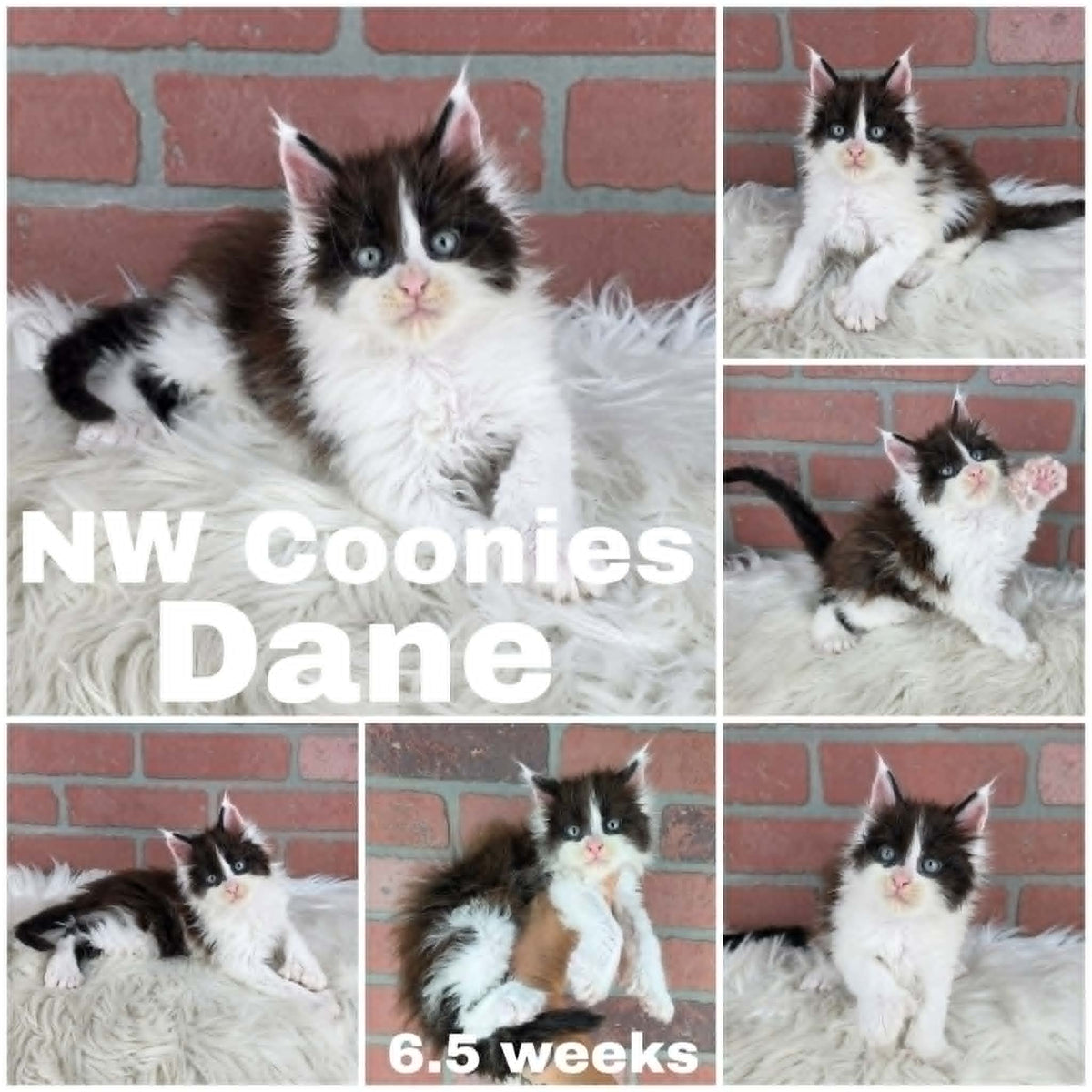 NW Coonies Dane