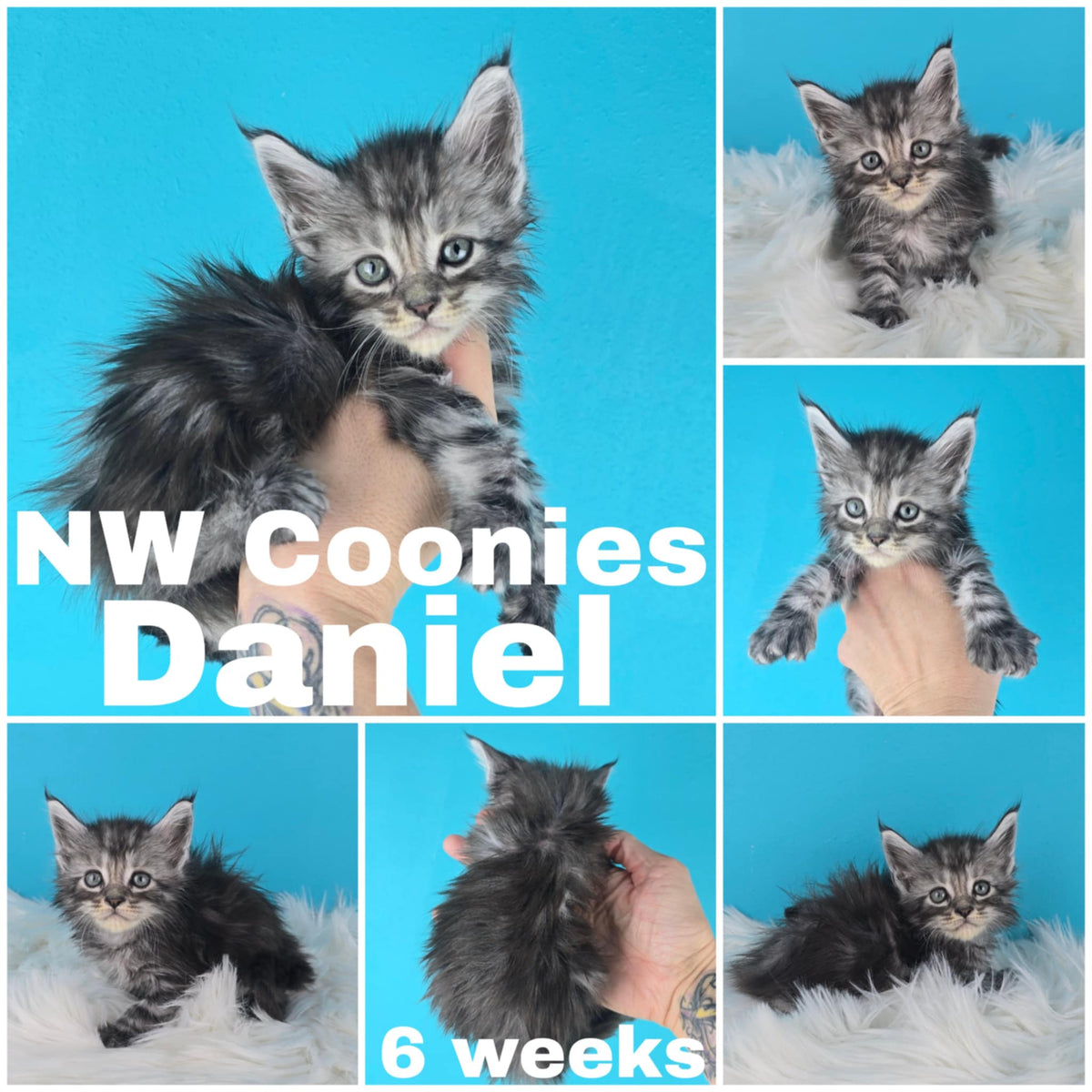 NW Coonies Daniel