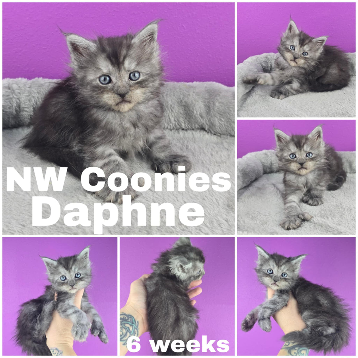 NW Coonies Daphine