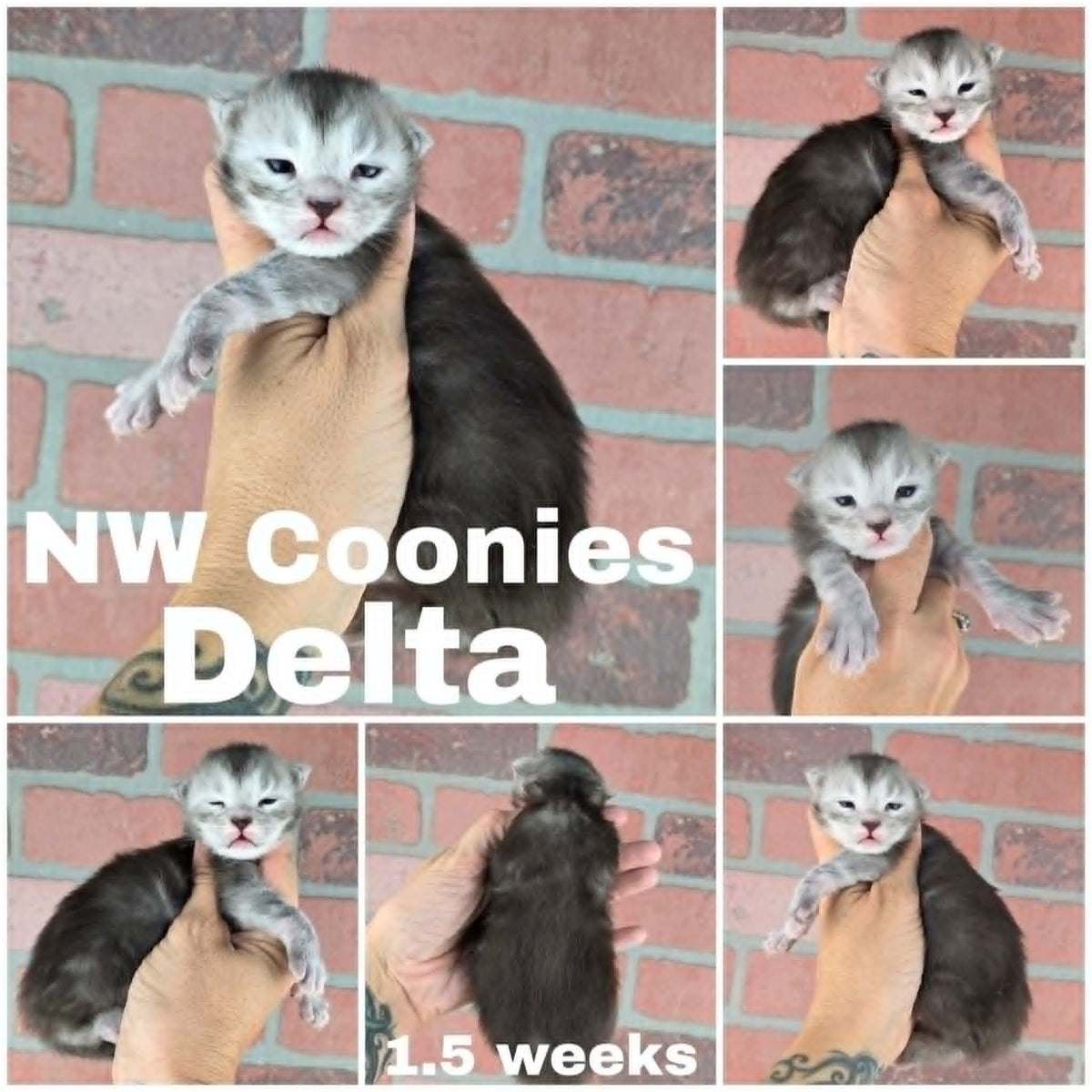 NW Coonies Delta