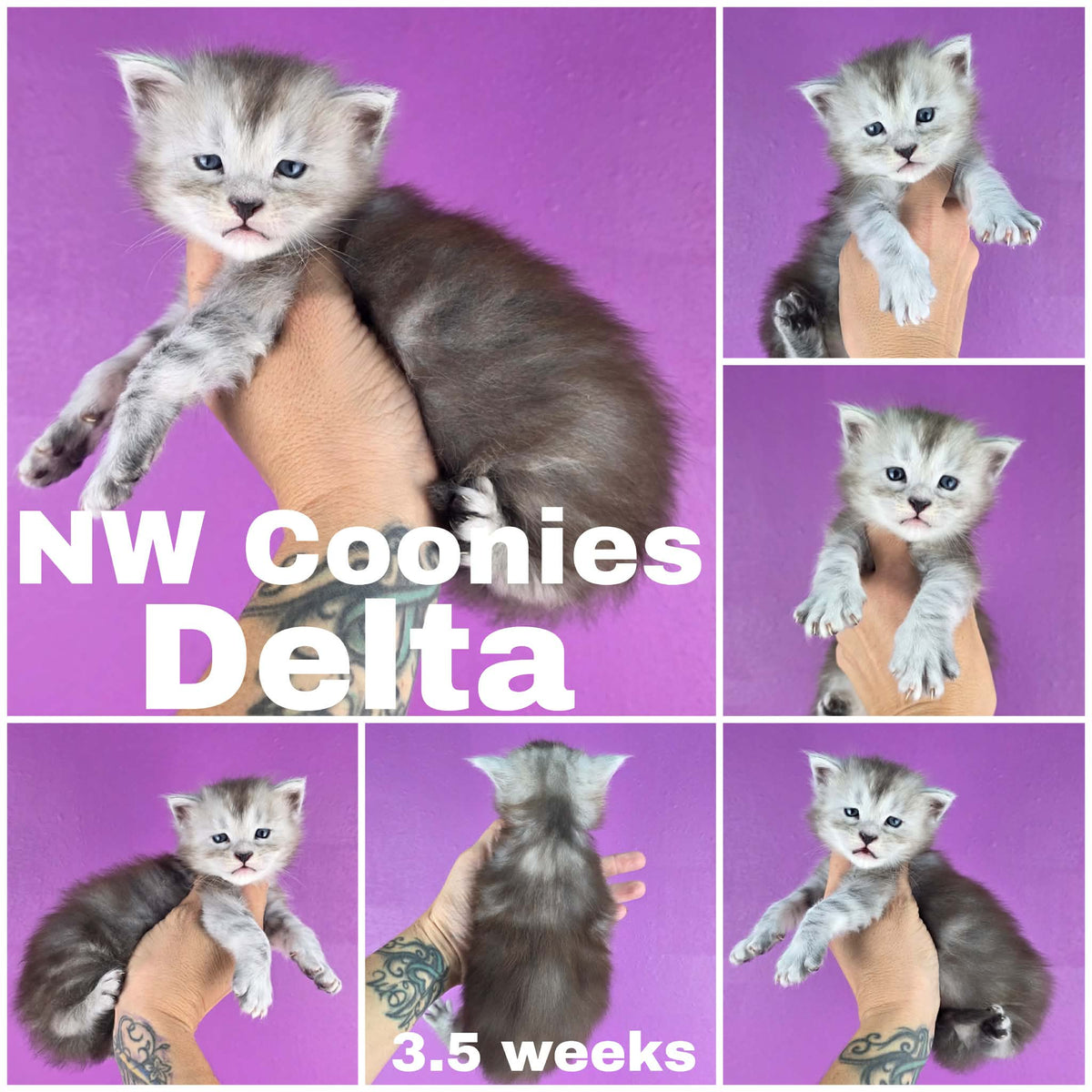 NW Coonies Delta