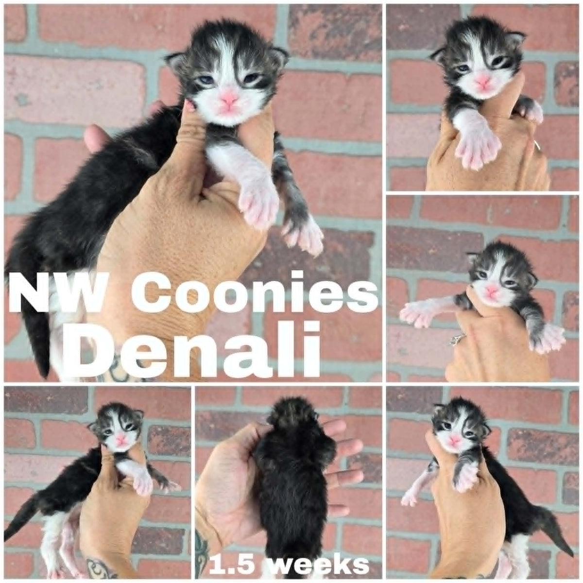 NW Coonies Denali