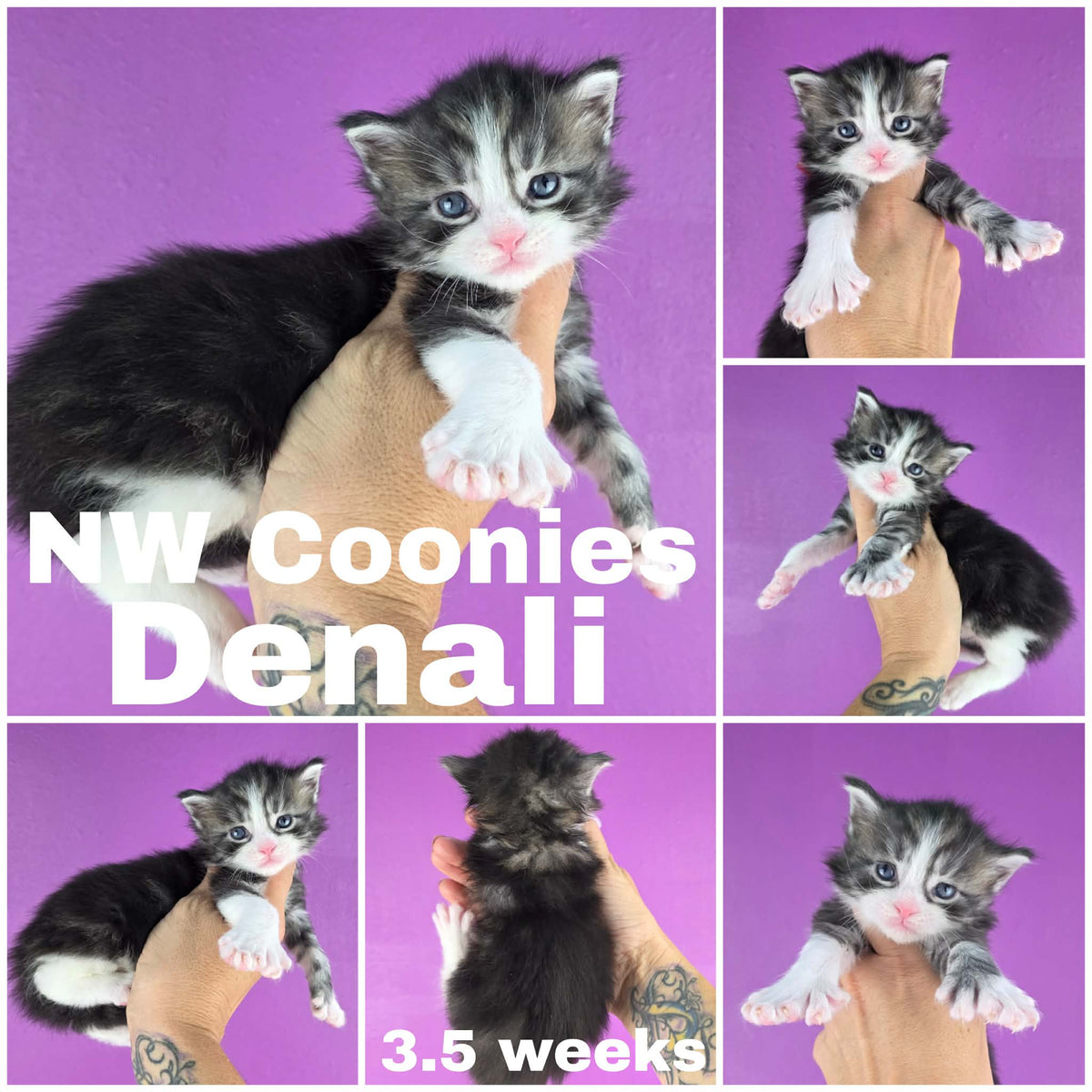 NW Coonies Denali