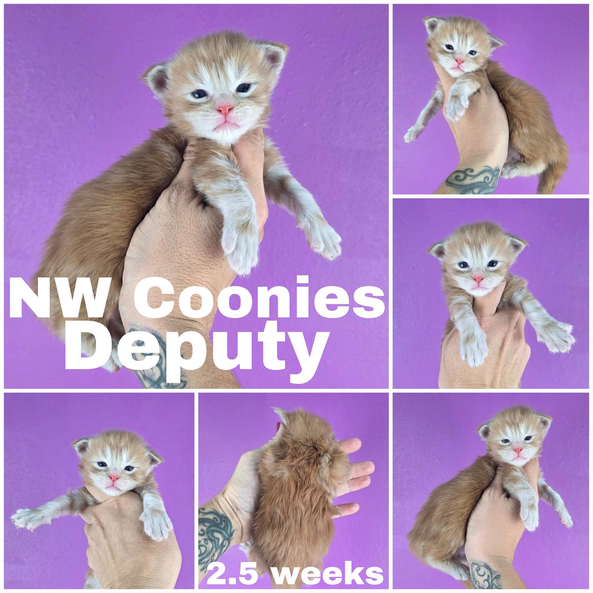 NW Coonies Deputy