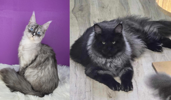 Two contrasting long-haired Maine Coon cats: one light gray and white with striking blue eyes, and one solid black or dark smoke with green eyes.