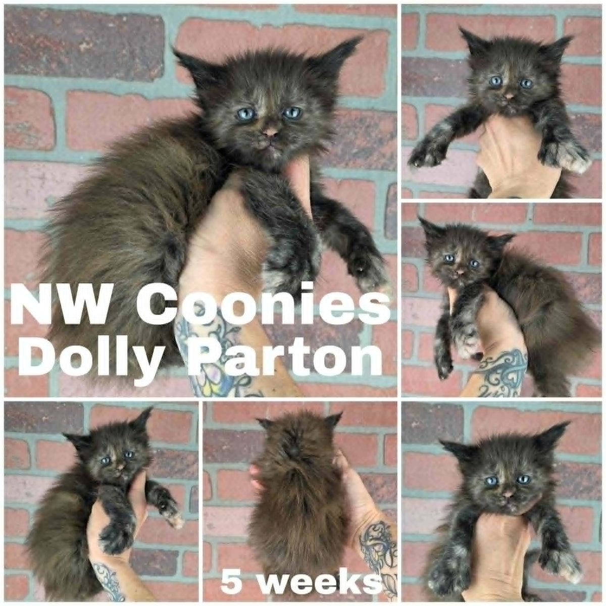 NW Coonies Dolly Parton