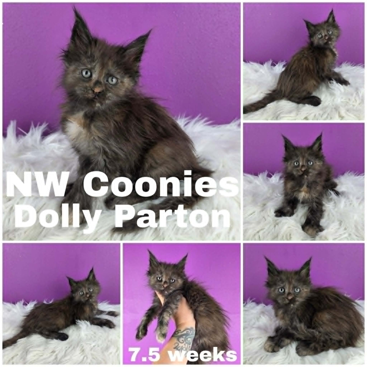NW Coonies Dolly Parton