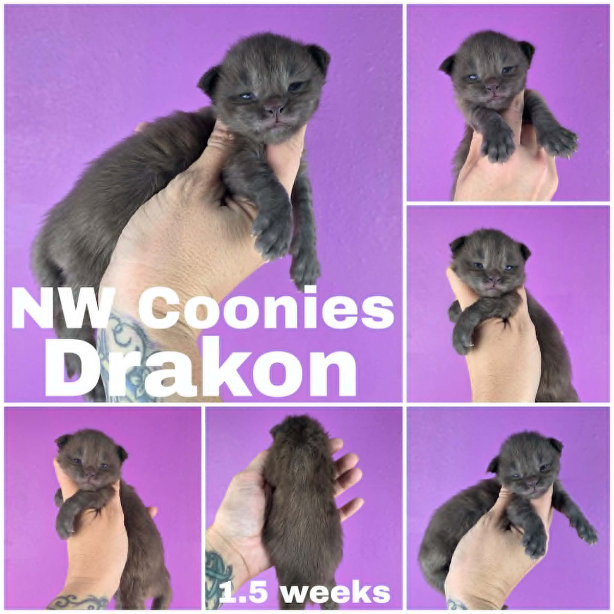 NW Coonies Drakon