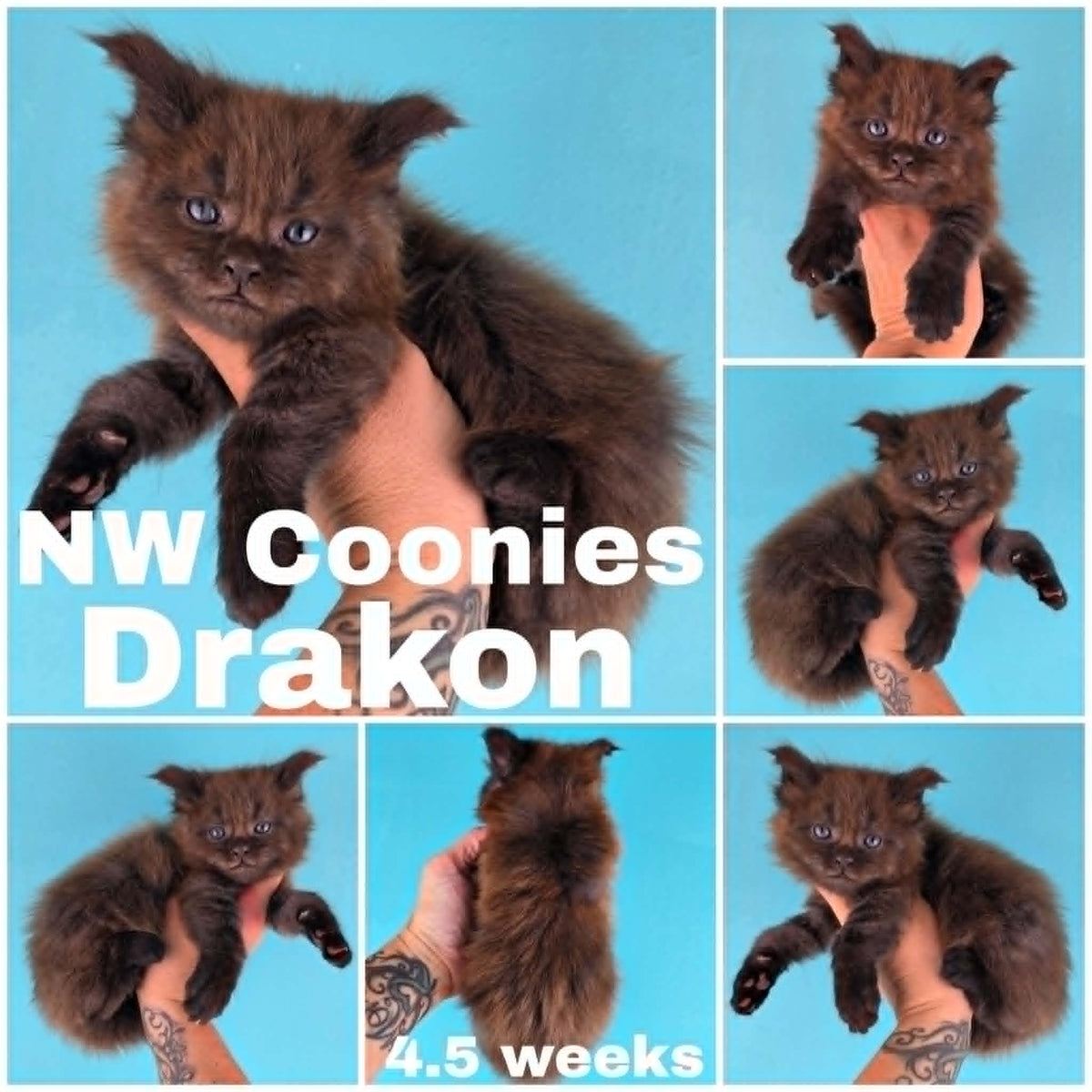 NW Coonies Drakon