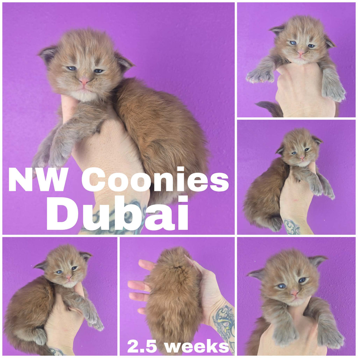 NW Coonies Dubai