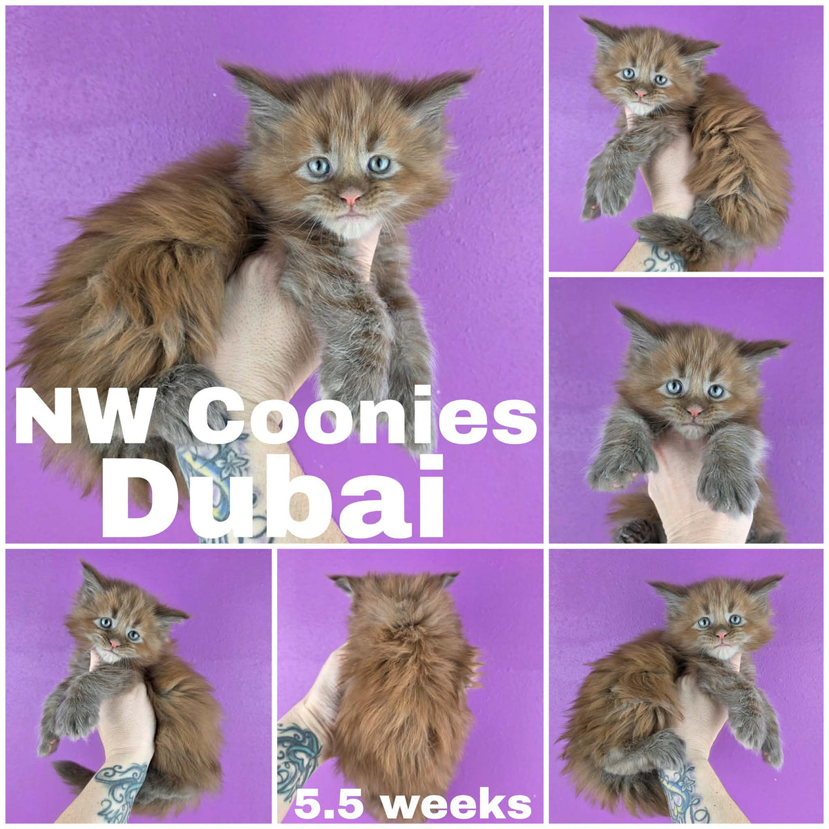 NW Coonies Dubai