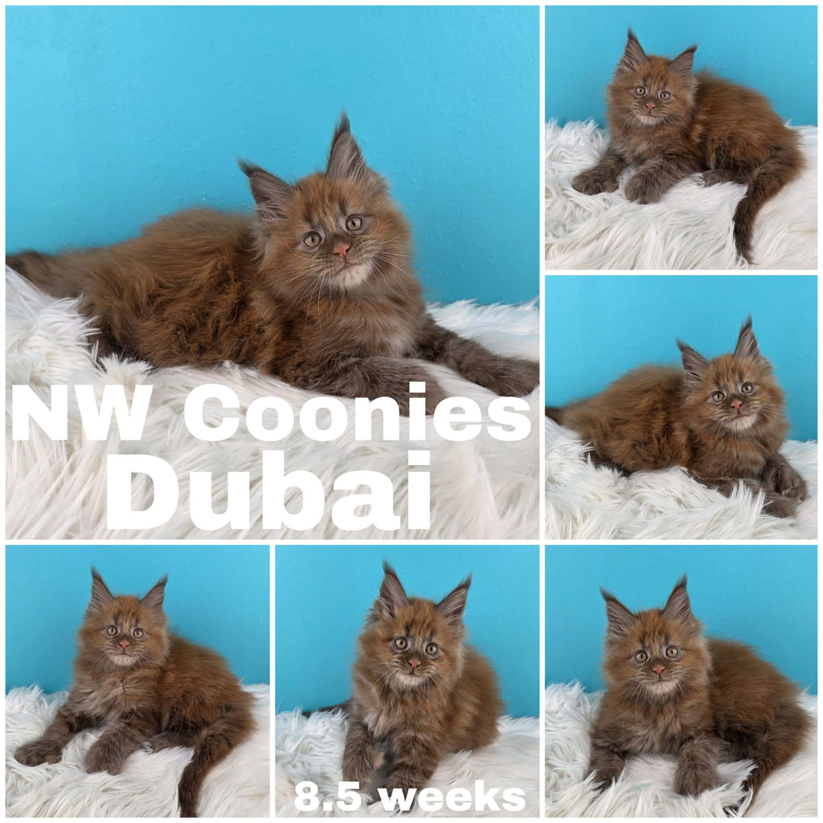 NW Coonies Dubai