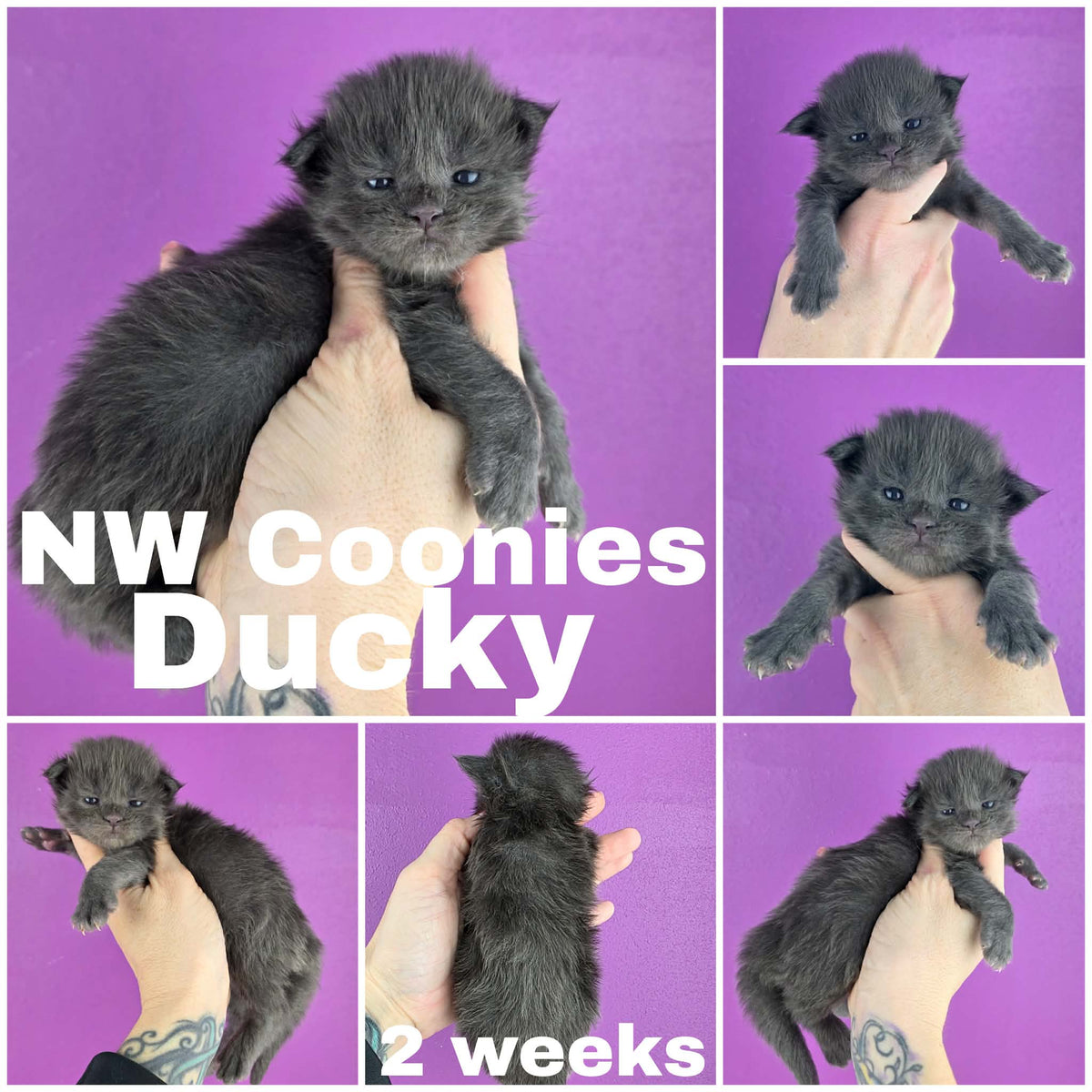 NW Coonies Ducky