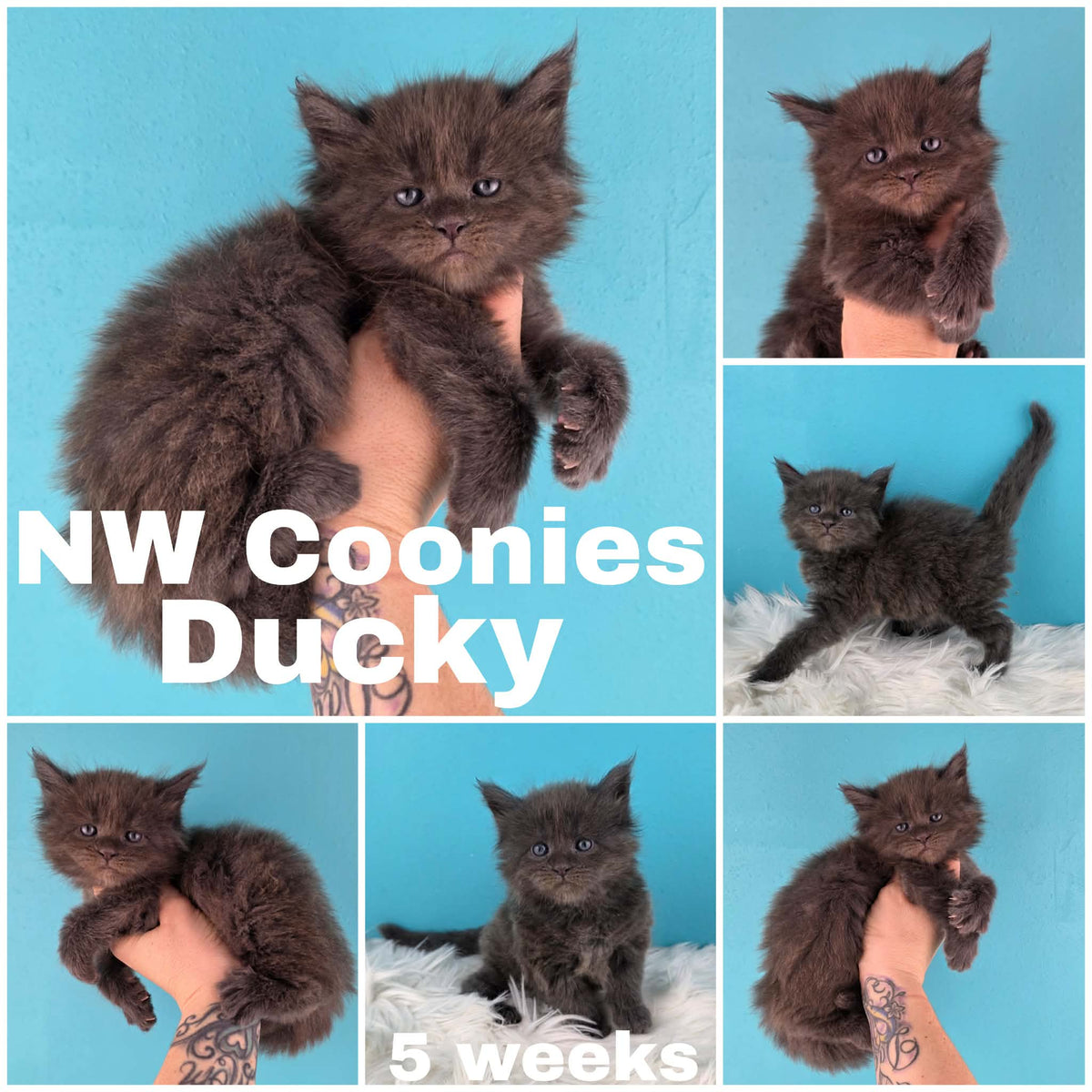 NW Coonies Ducky