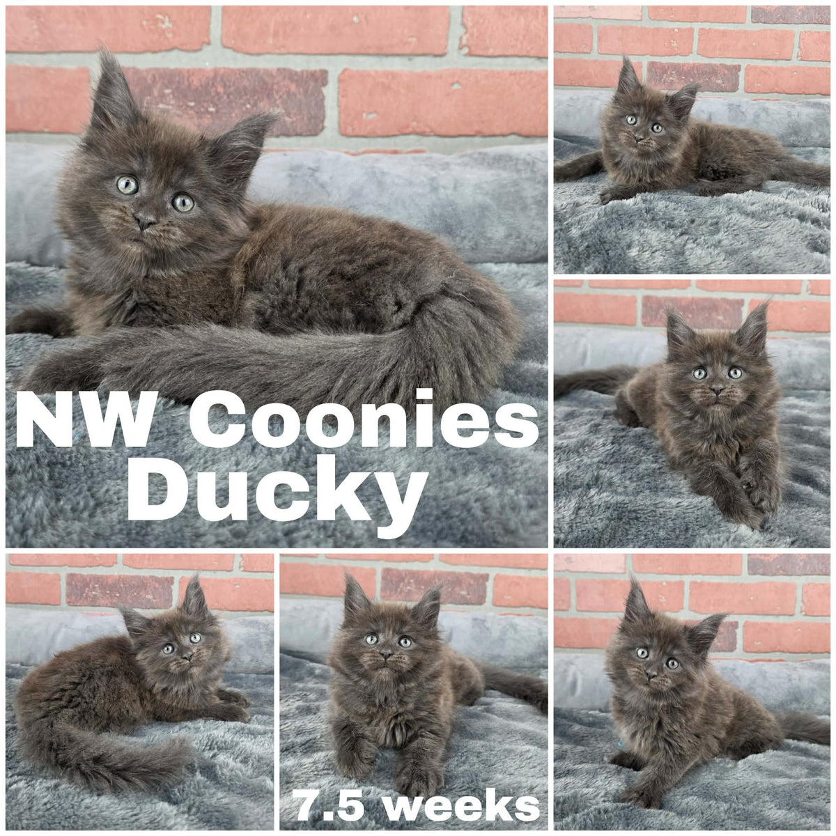 NW Coonies Ducky