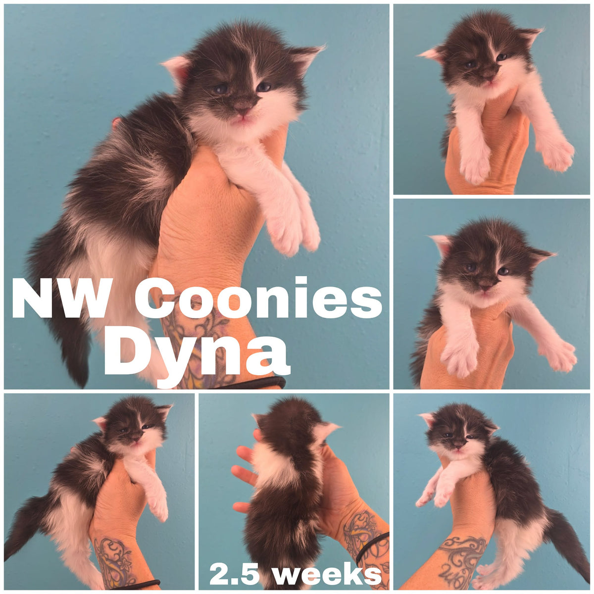 NW Coonies Dyna