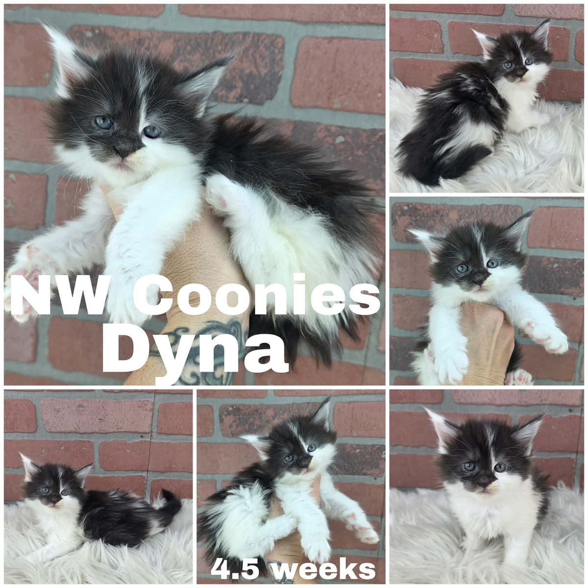 NW Coonies Dyna