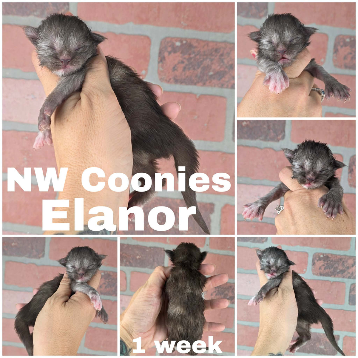 NW Coonies Elanor