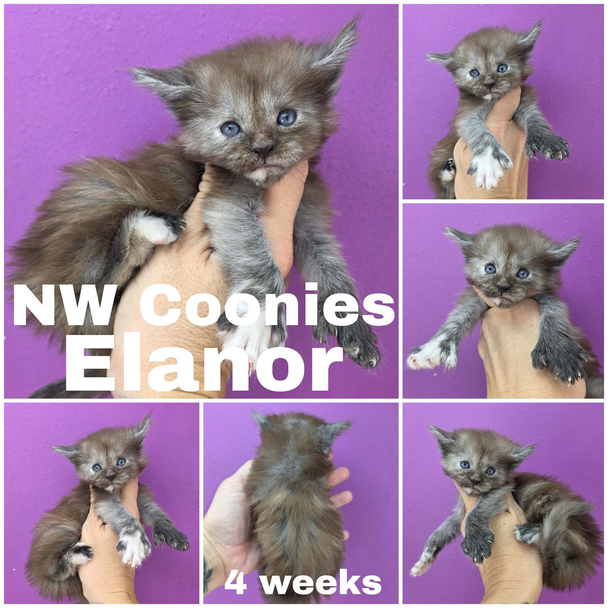 NW Coonies Elanor