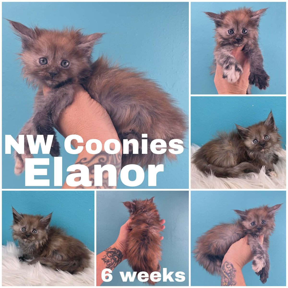 NW Coonies Elanor