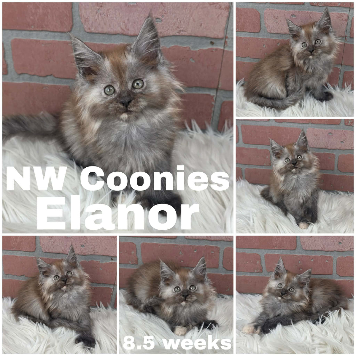 NW Coonies Elanor