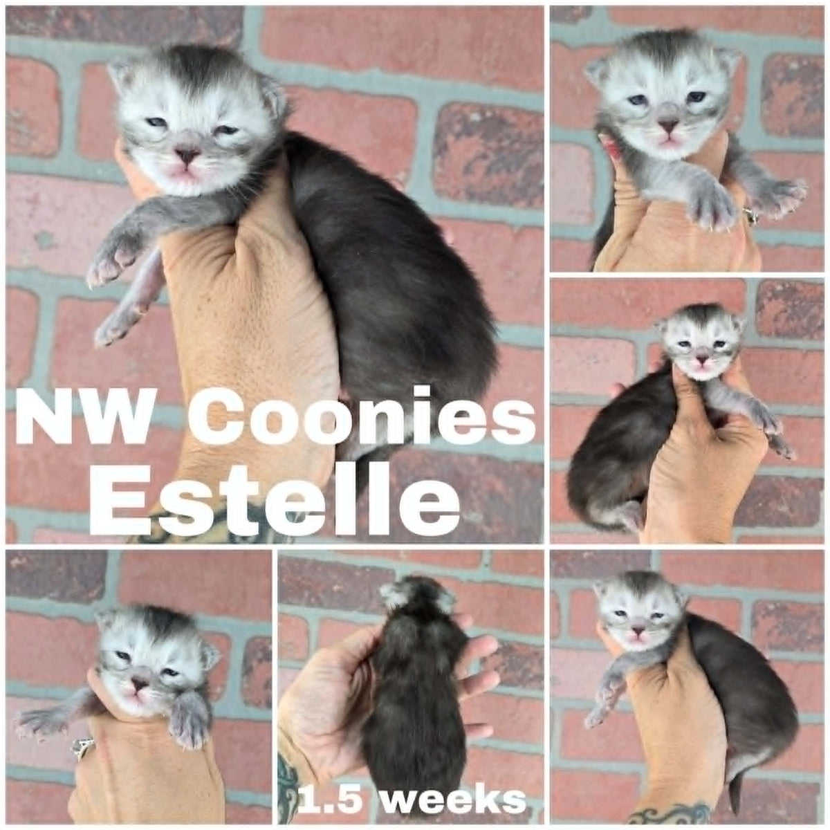 NW Coonies Estelle