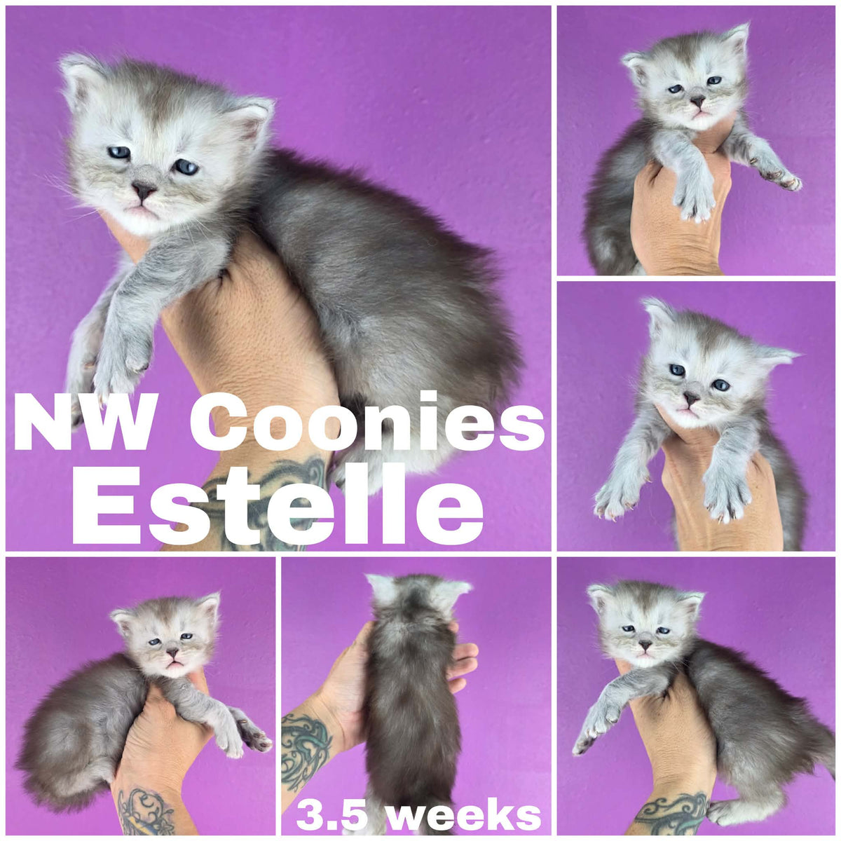 NW Coonies Estelle