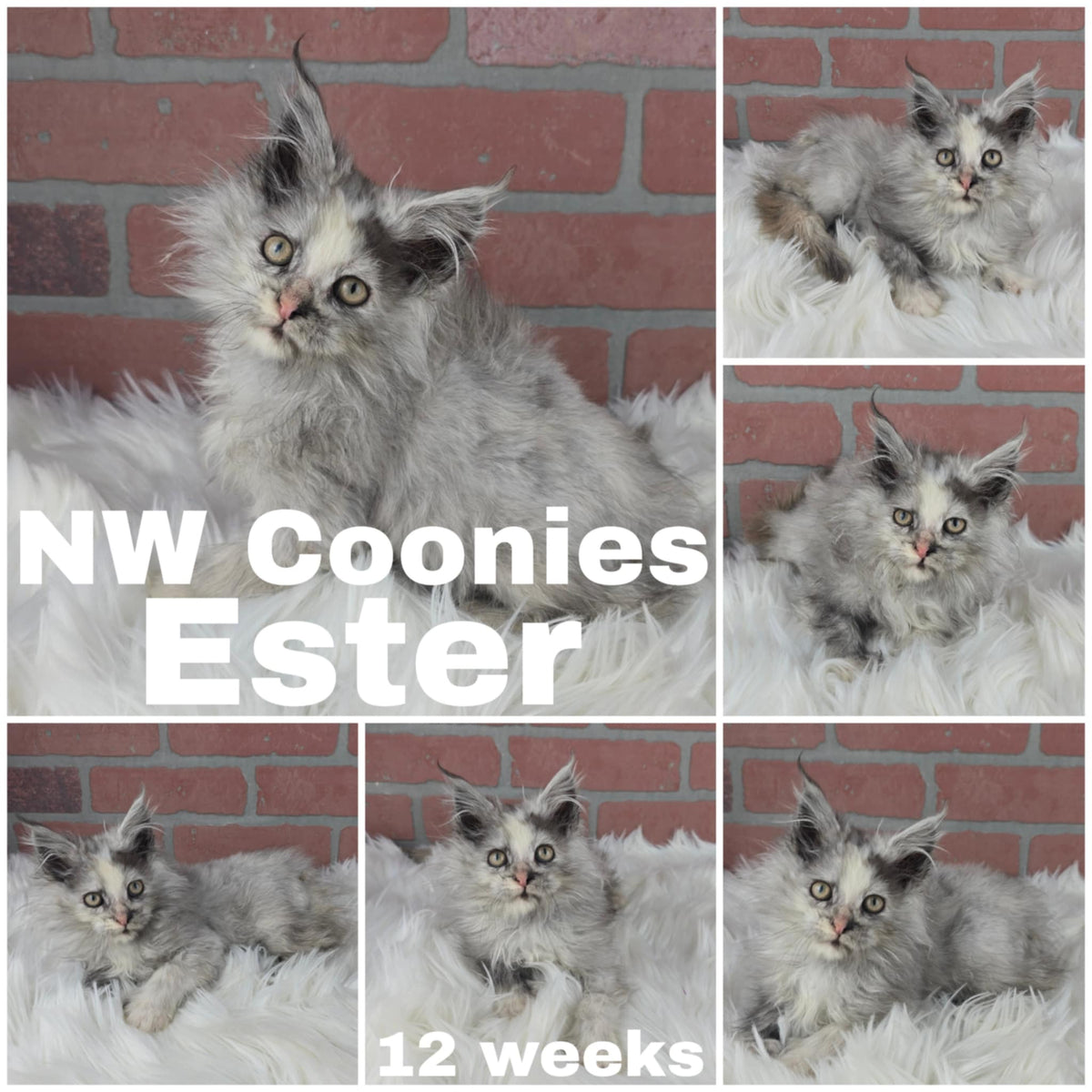 NW Coonies Ester